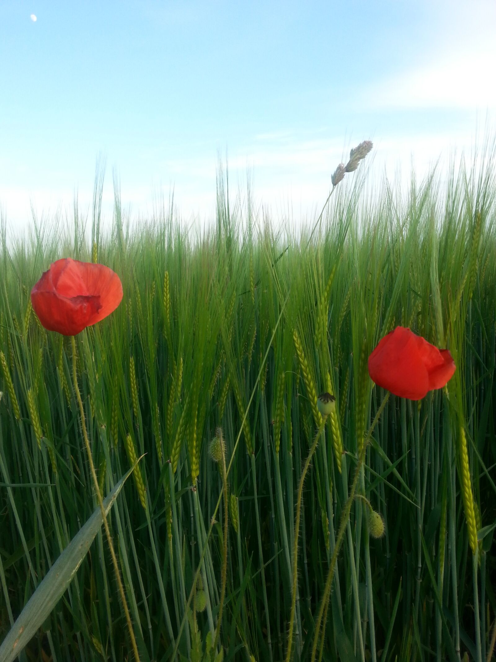 Samsung Galaxy S3 sample photo. Field, flowers, poppy photography