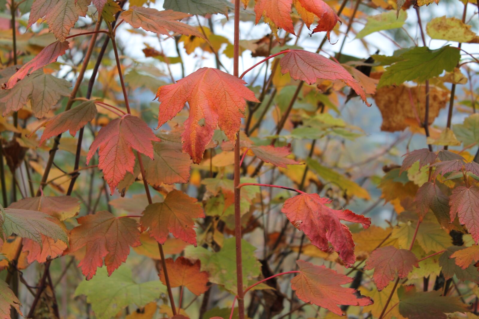 Canon EOS 1100D (EOS Rebel T3 / EOS Kiss X50) sample photo. Fall, autumn leaves, foliage photography