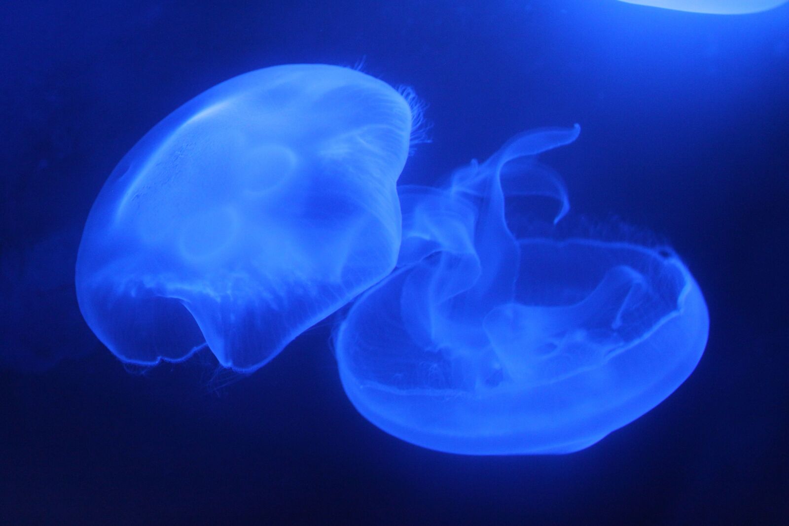Canon EOS 500D (EOS Rebel T1i / EOS Kiss X3) sample photo. Jellyfish, marine aquarium, blue photography