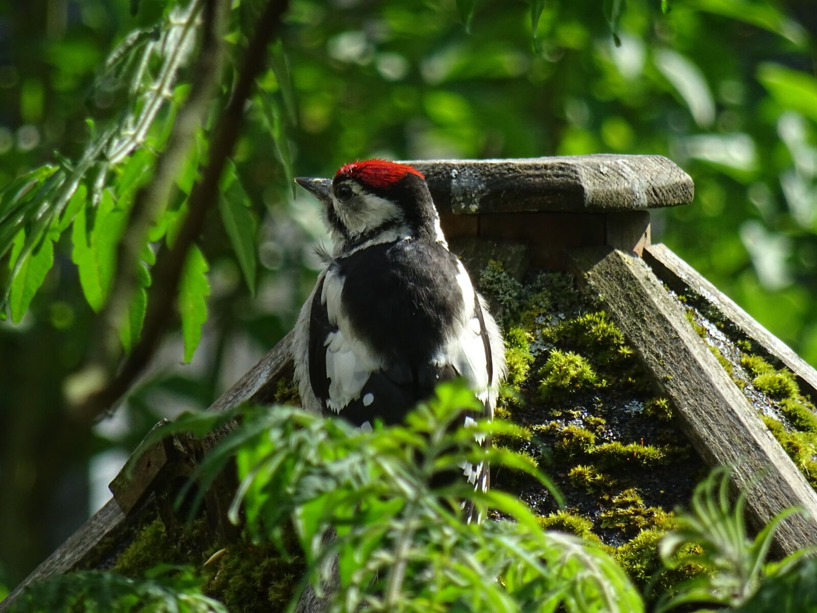 Sony DSC-HX60 sample photo. Bird, woodpecker, great spotted photography