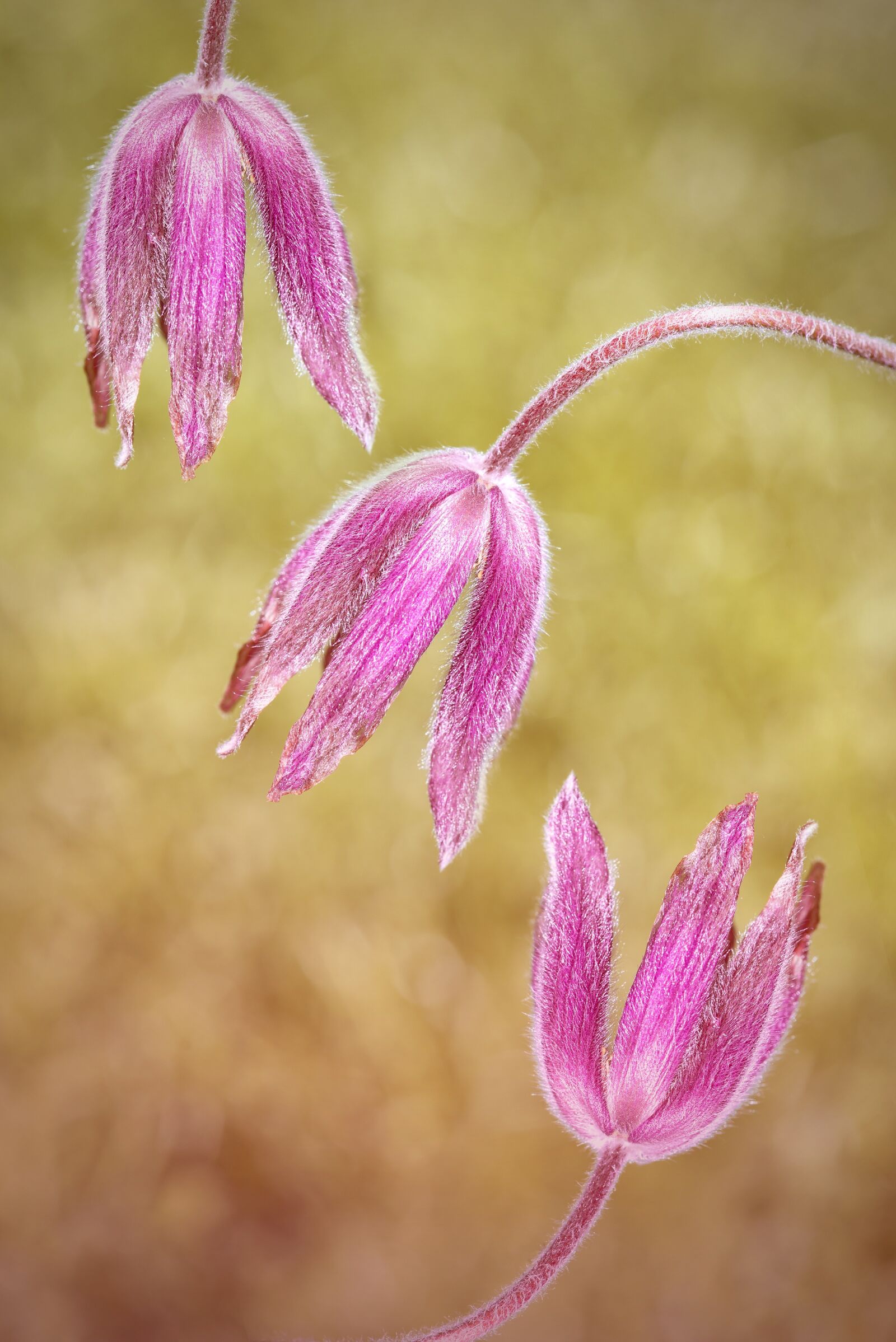 Nikon D750 sample photo. Common pasque flower, pulsatilla photography
