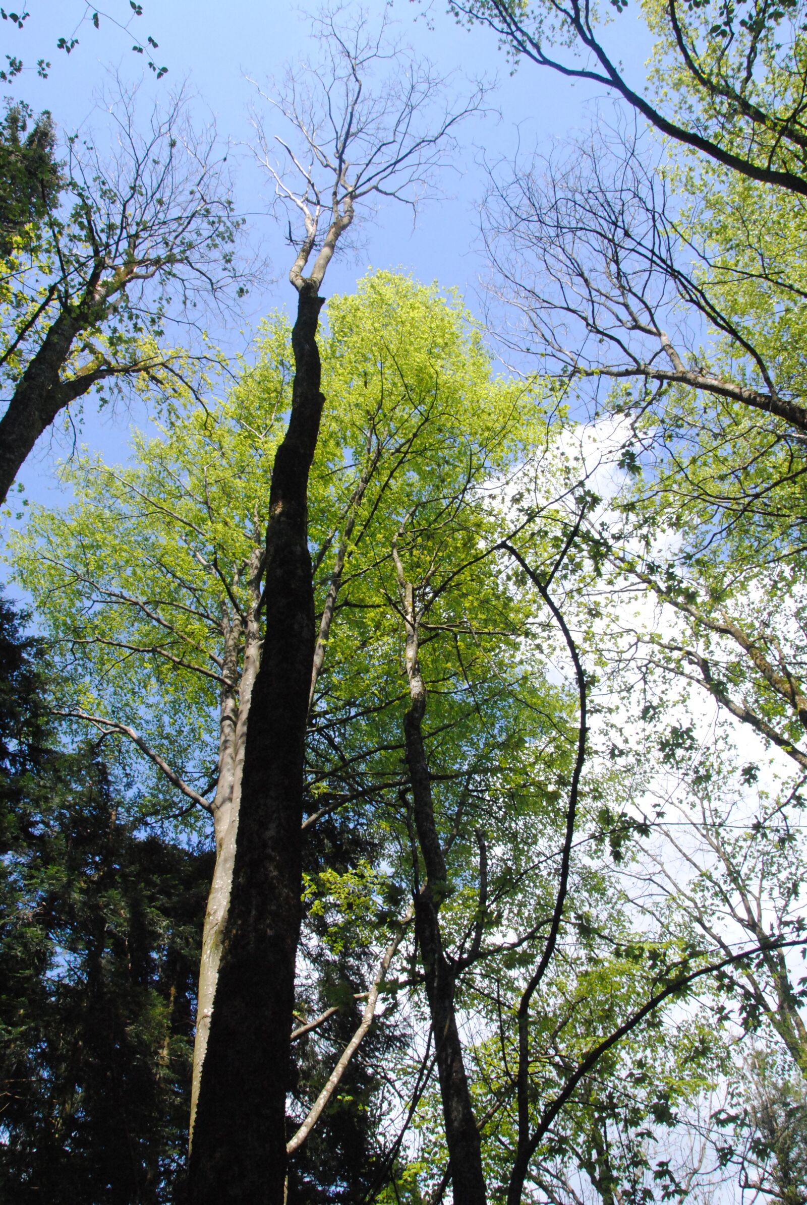 Nikon D3000 sample photo. Sky, nature, tree photography
