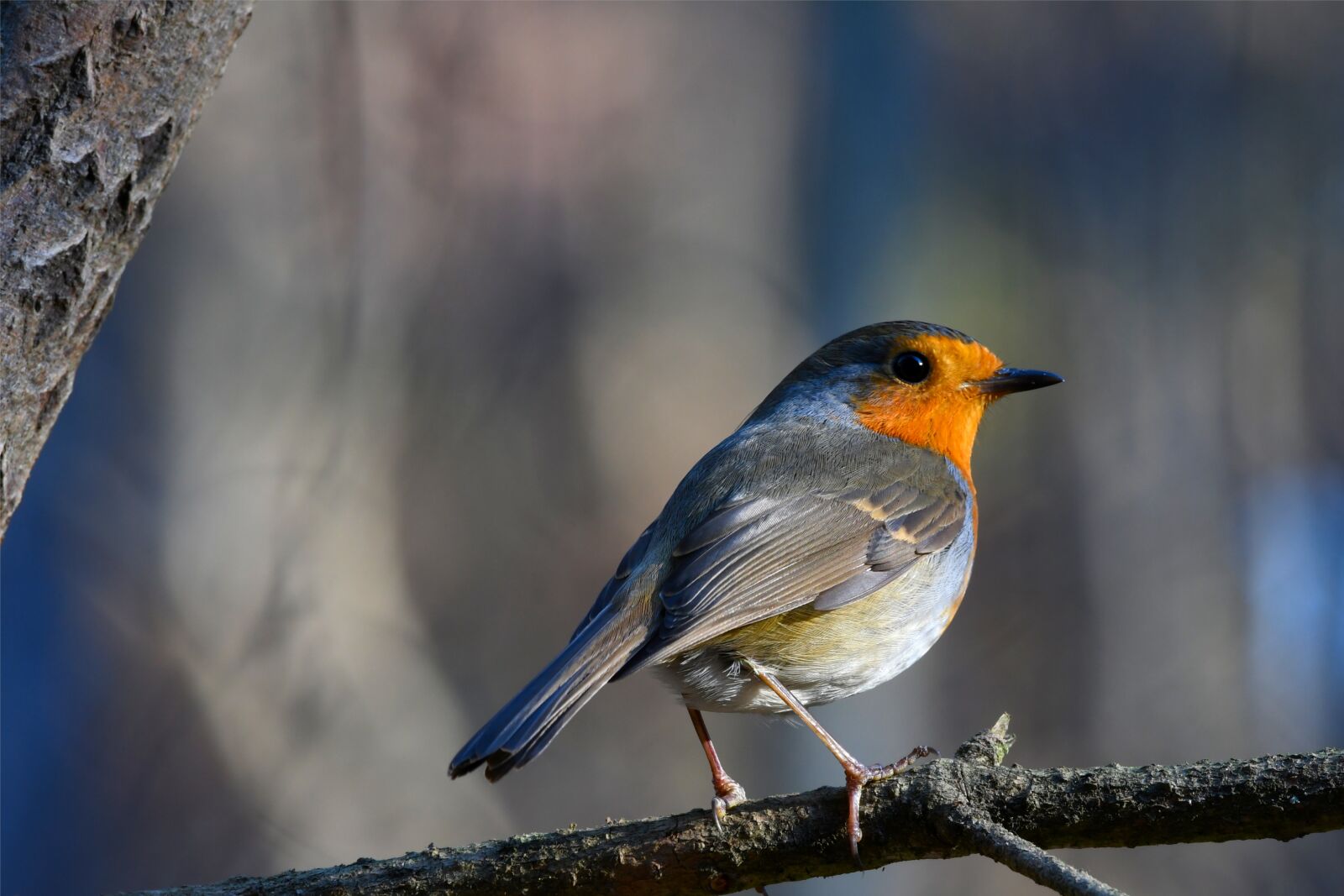 Nikon D7500 sample photo. Robin, bird, nature photography
