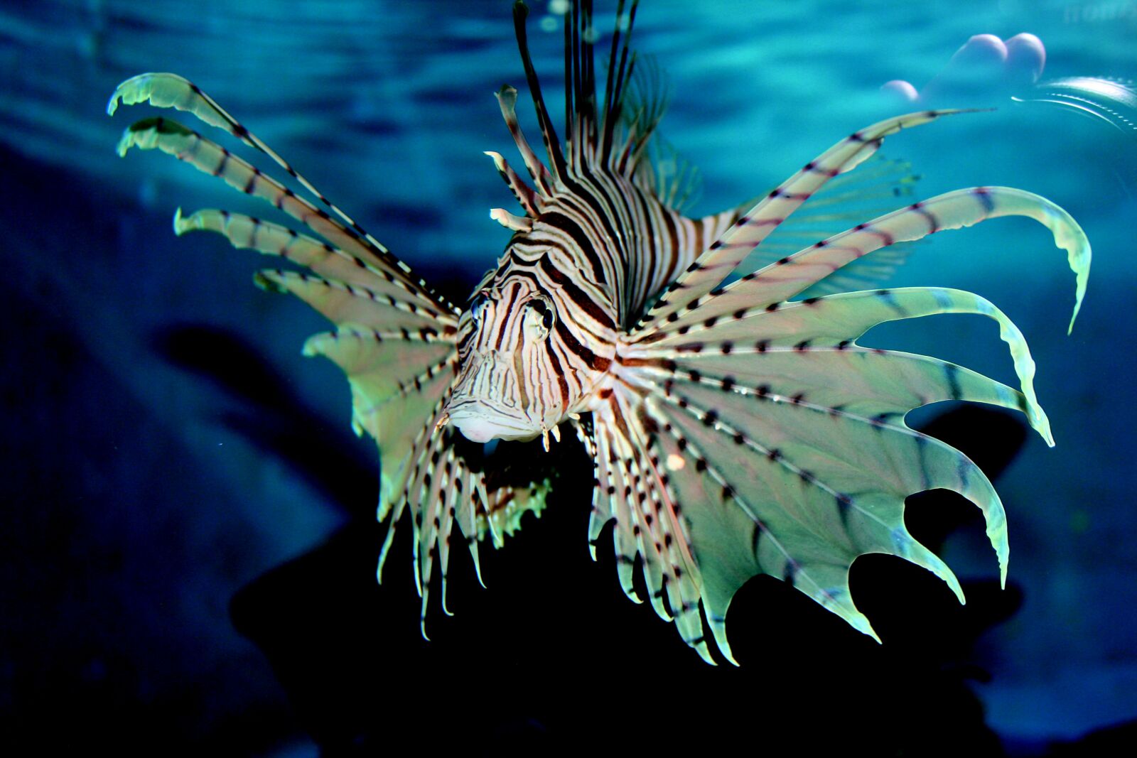 Canon EOS 1000D (EOS Digital Rebel XS / EOS Kiss F) sample photo. Fish, aquarium, blue photography