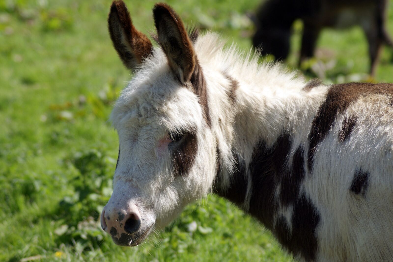 Sony Alpha DSLR-A300 sample photo. Mammal, animal, grass photography