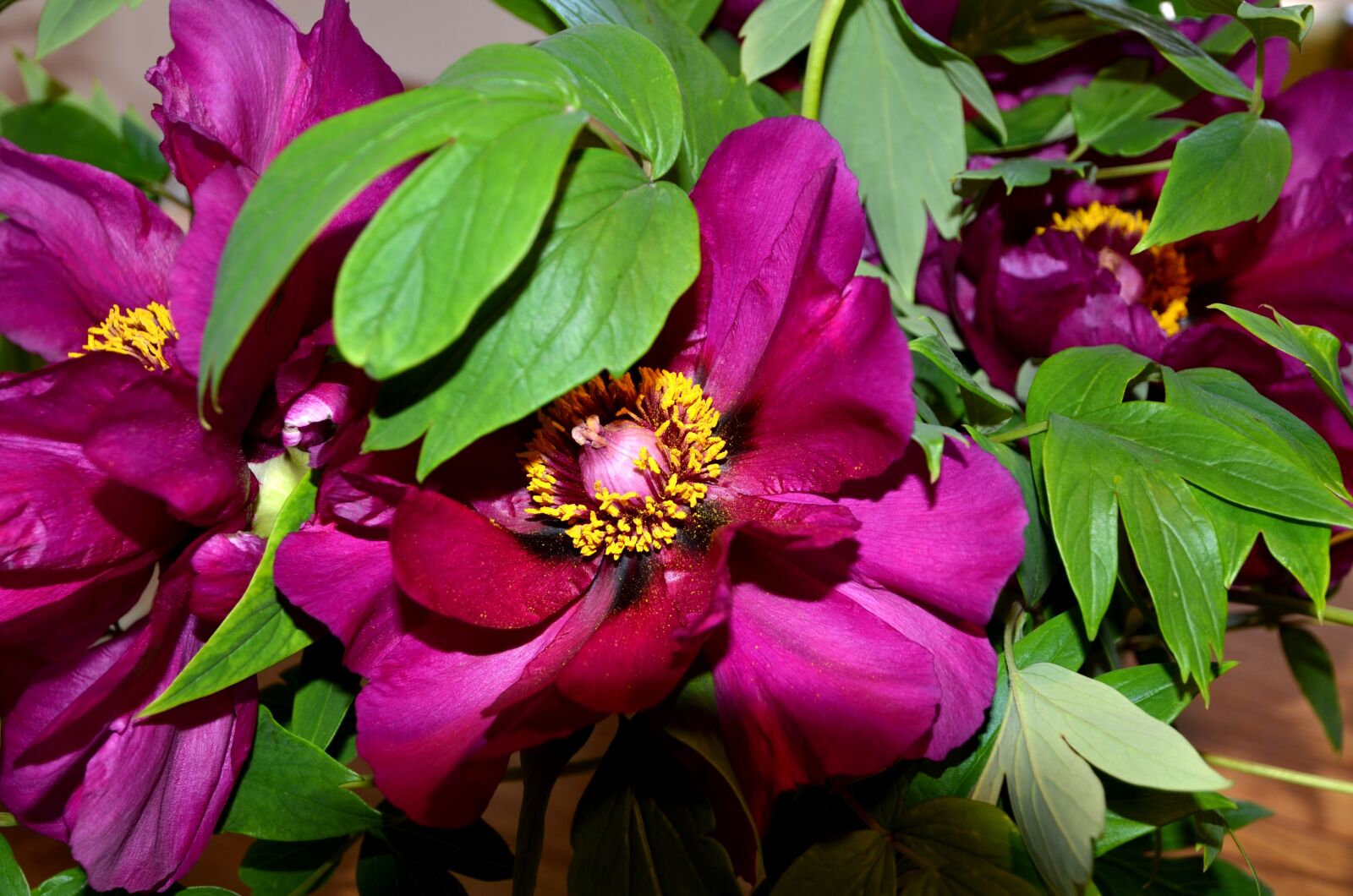 Nikon D7000 sample photo. Flower, peony, flora photography