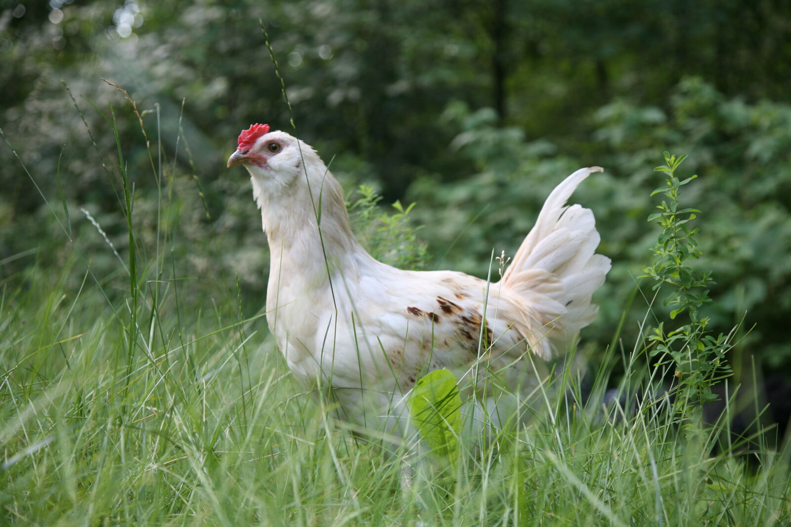 Canon EOS 5D sample photo. Chicken photography