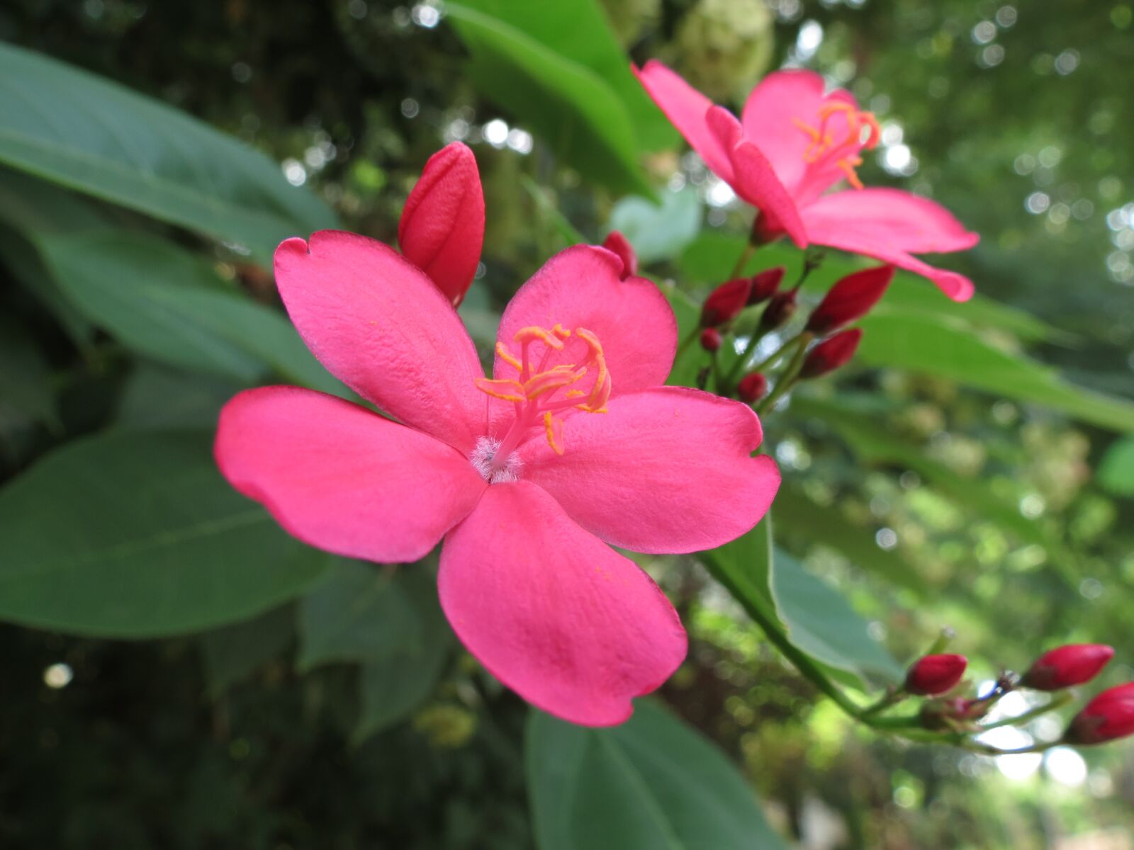 Canon PowerShot SX40 HS sample photo. Flower, pink, bloom photography