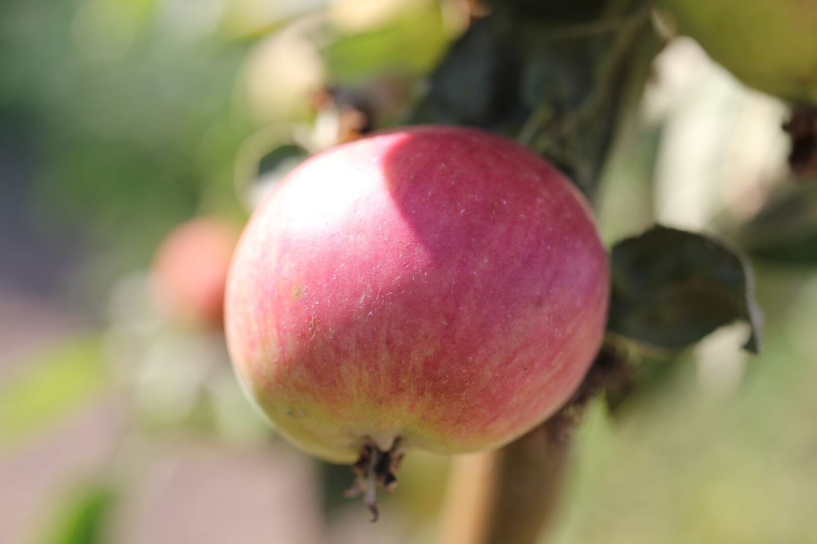 Canon EOS 550D (EOS Rebel T2i / EOS Kiss X4) sample photo. Apple, red, tree photography