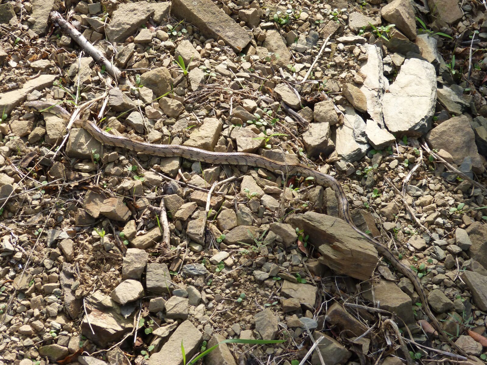 Panasonic DMC-FZ62 sample photo. Ladder snake, snake, threat photography