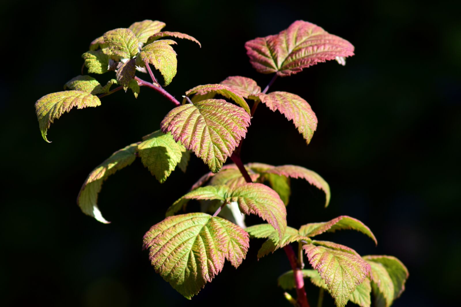 Nikon D3300 sample photo. Himbeerstrauch, autumn, fall color photography