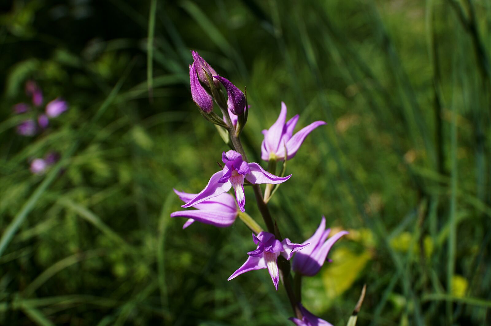 Sony SLT-A35 sample photo. Red helleborine, cephalanthera rubra photography