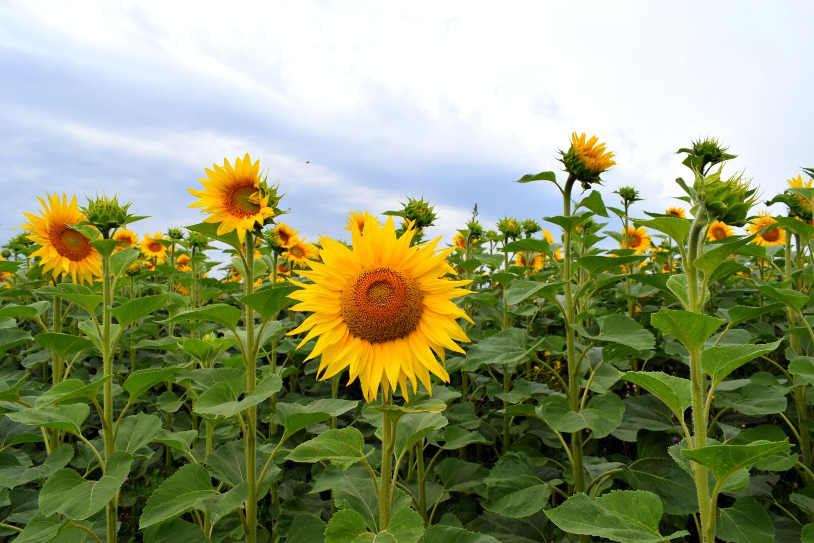 Nikon D3300 sample photo. Sunflower, flower, field photography