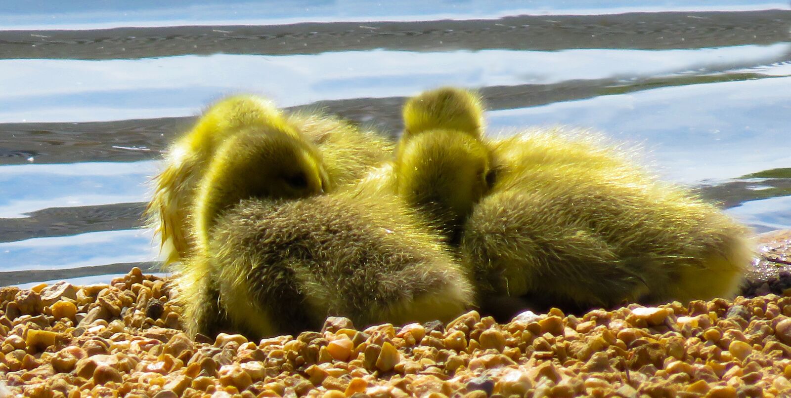 Canon PowerShot SX710 HS sample photo. Animals, chicks, goose photography
