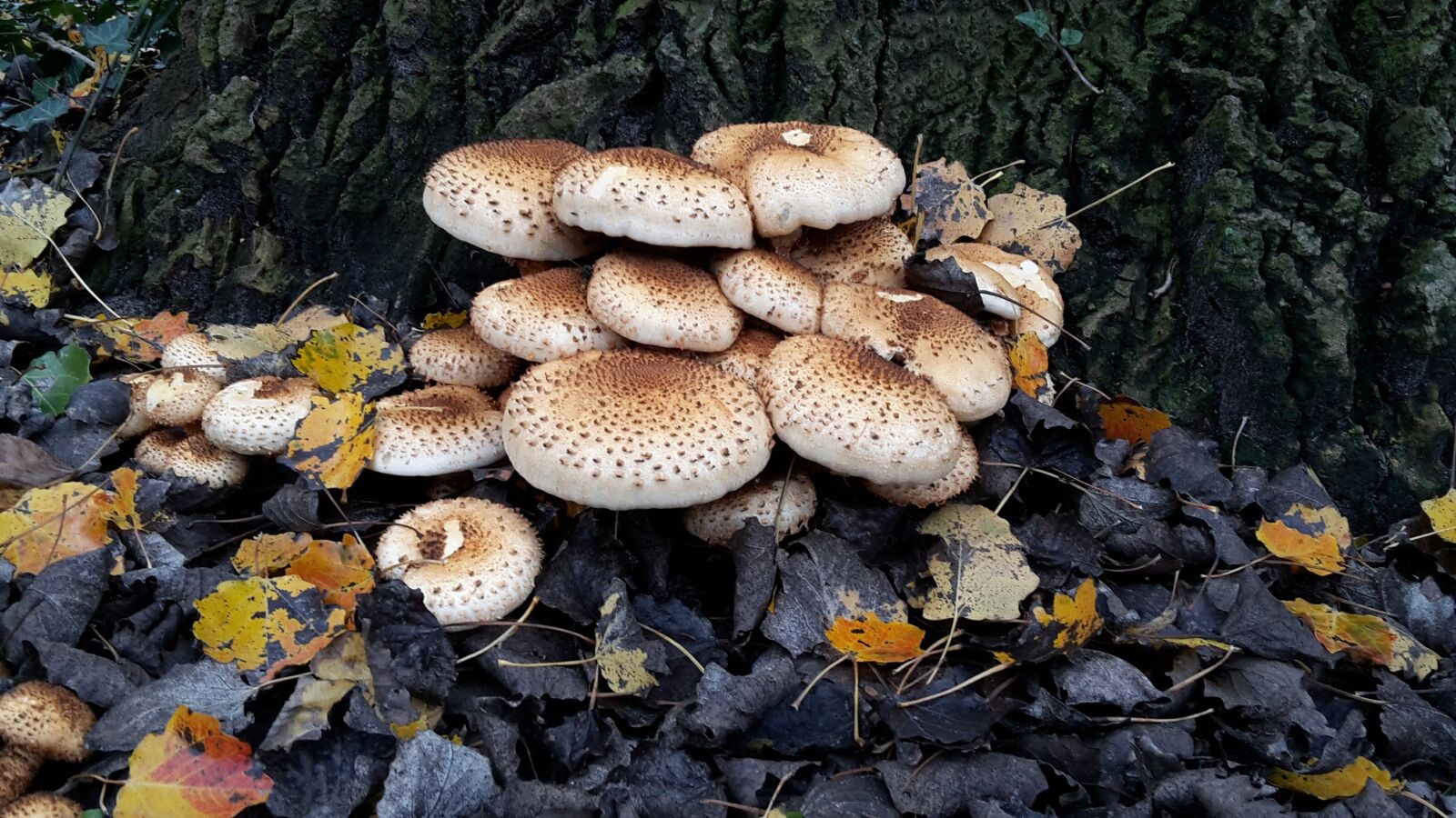 Samsung Galaxy S5 Mini sample photo. Fungi, mushroom, nature photography