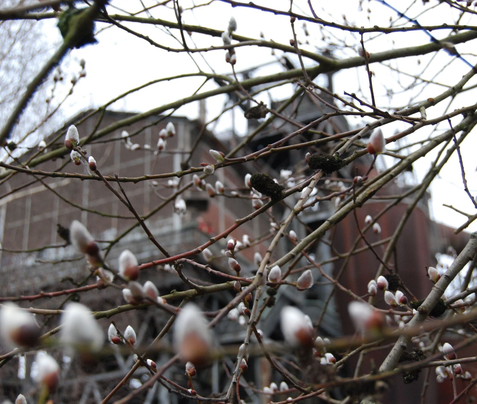Nikon D40X sample photo. Willow catkins, branch, aesthetic photography