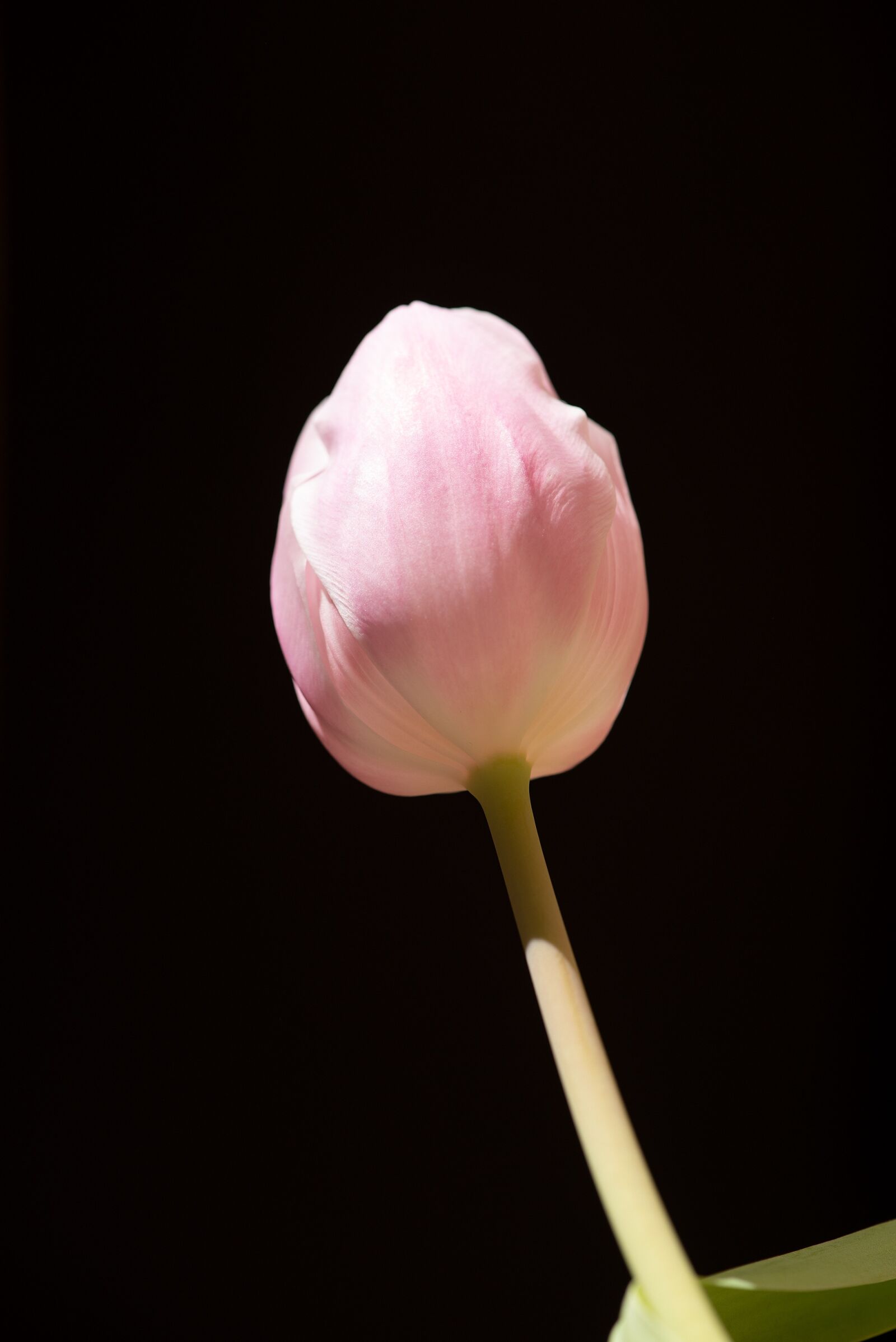 Nikon D750 sample photo. Tulip, pink, flower photography