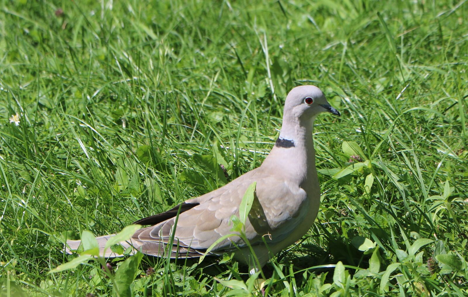 Canon EOS 760D (EOS Rebel T6s / EOS 8000D) sample photo. Dove, grass, collared photography
