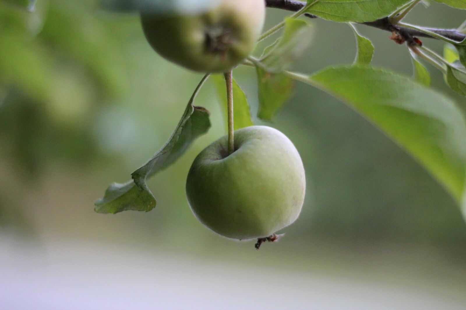 Canon EOS 600D (Rebel EOS T3i / EOS Kiss X5) + Canon EF 50mm F1.8 STM sample photo. Apples, raw apple, fruit photography