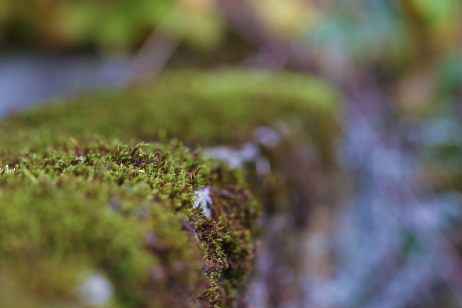 Canon EOS 7D Mark II sample photo. Moss, autumn, fall photography