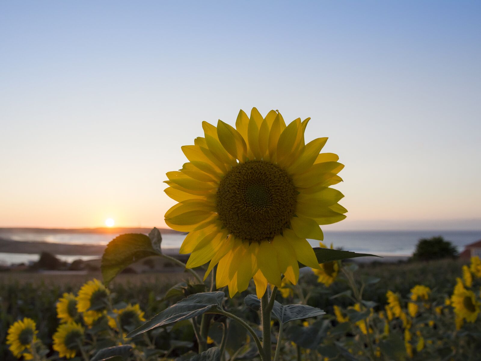 Nikon D7100 sample photo. Sunflower, summer, pl photography