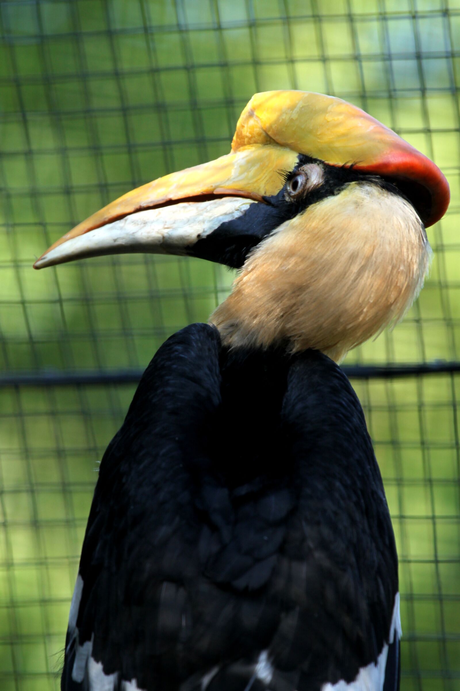 Canon EOS 500D (EOS Rebel T1i / EOS Kiss X3) sample photo. Hornbill, zoo, rotterdam photography