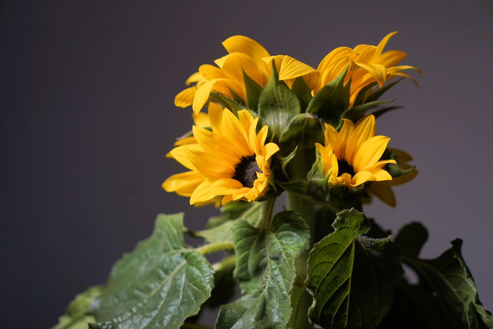 Sony Vario Tessar T* FE 24-70mm F4 ZA OSS sample photo. Sunflower, flower, blossom photography