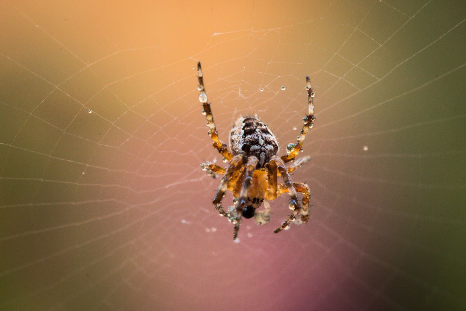 Canon EOS 70D sample photo. Garden spider, araneus diadematus photography