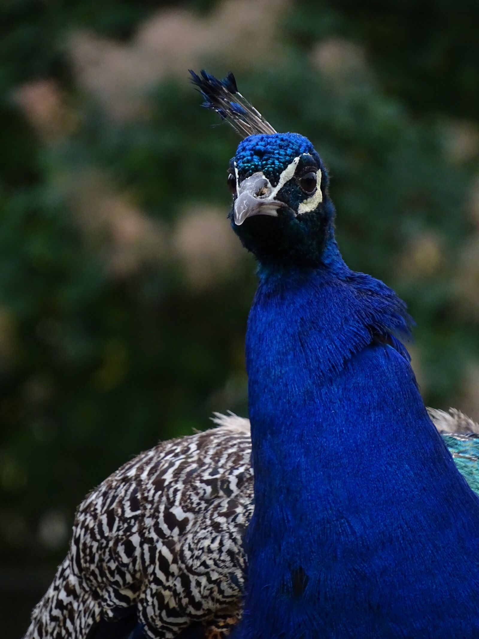 Sony Cyber-shot DSC-HX400V sample photo. Peacock, blue, peacock korunkatý photography
