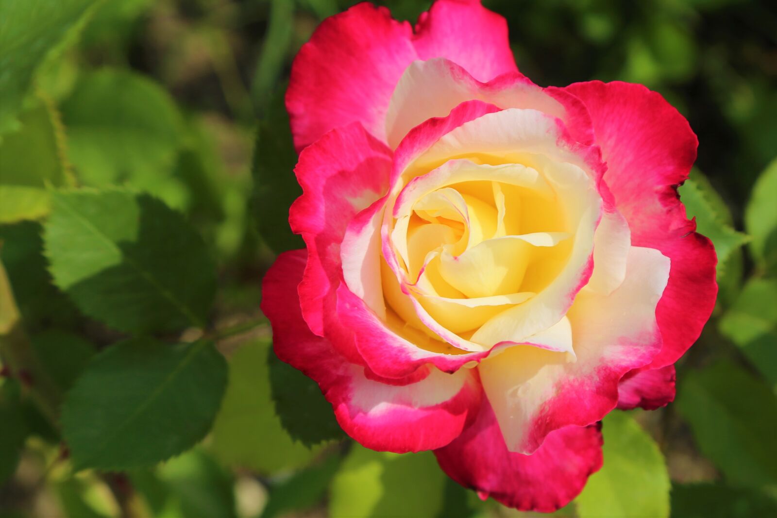 Canon EF 24-105mm F4L IS USM sample photo. Rose, spring, nature photography