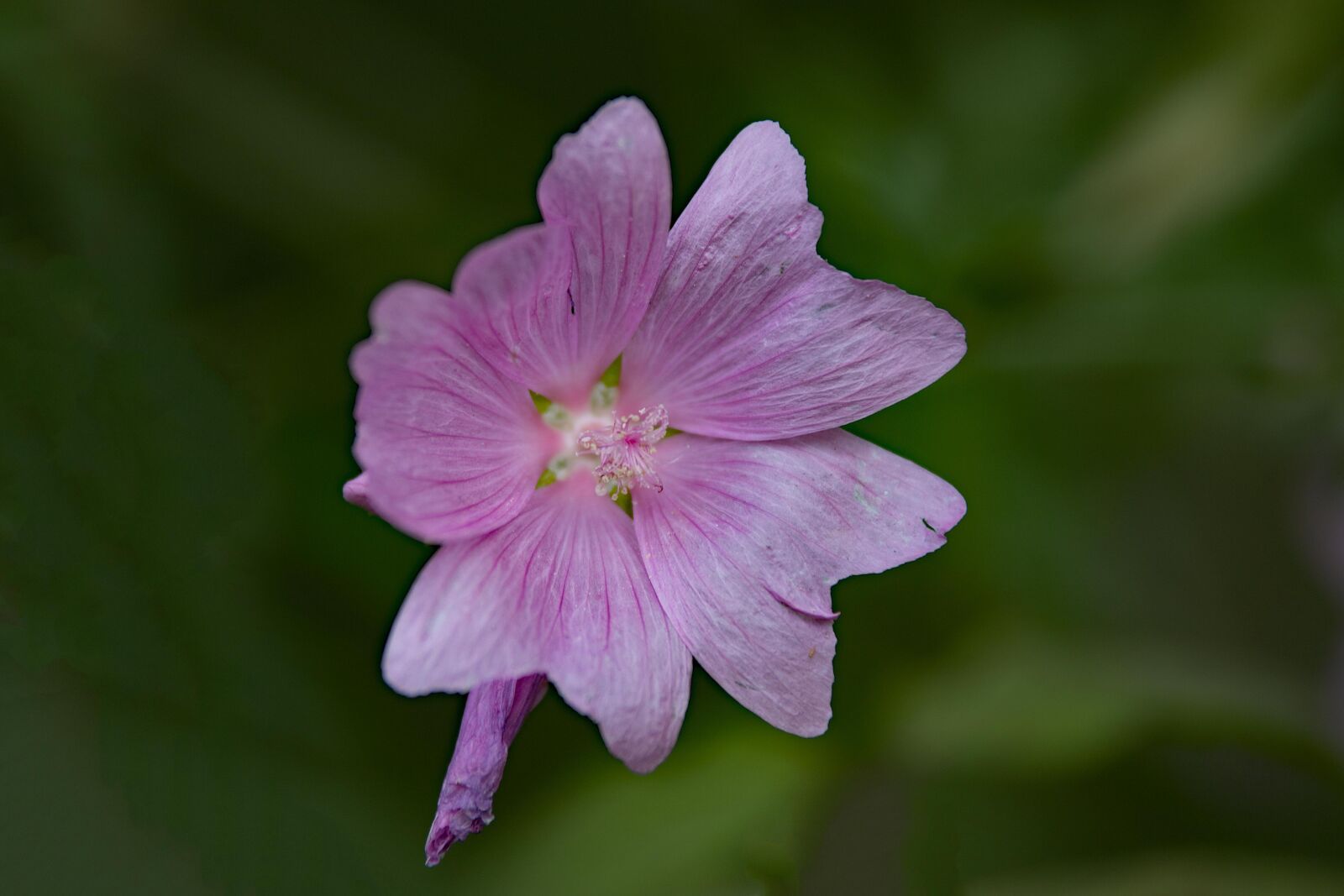 Canon EOS 6D Mark II sample photo. Flower, plant, bloom photography
