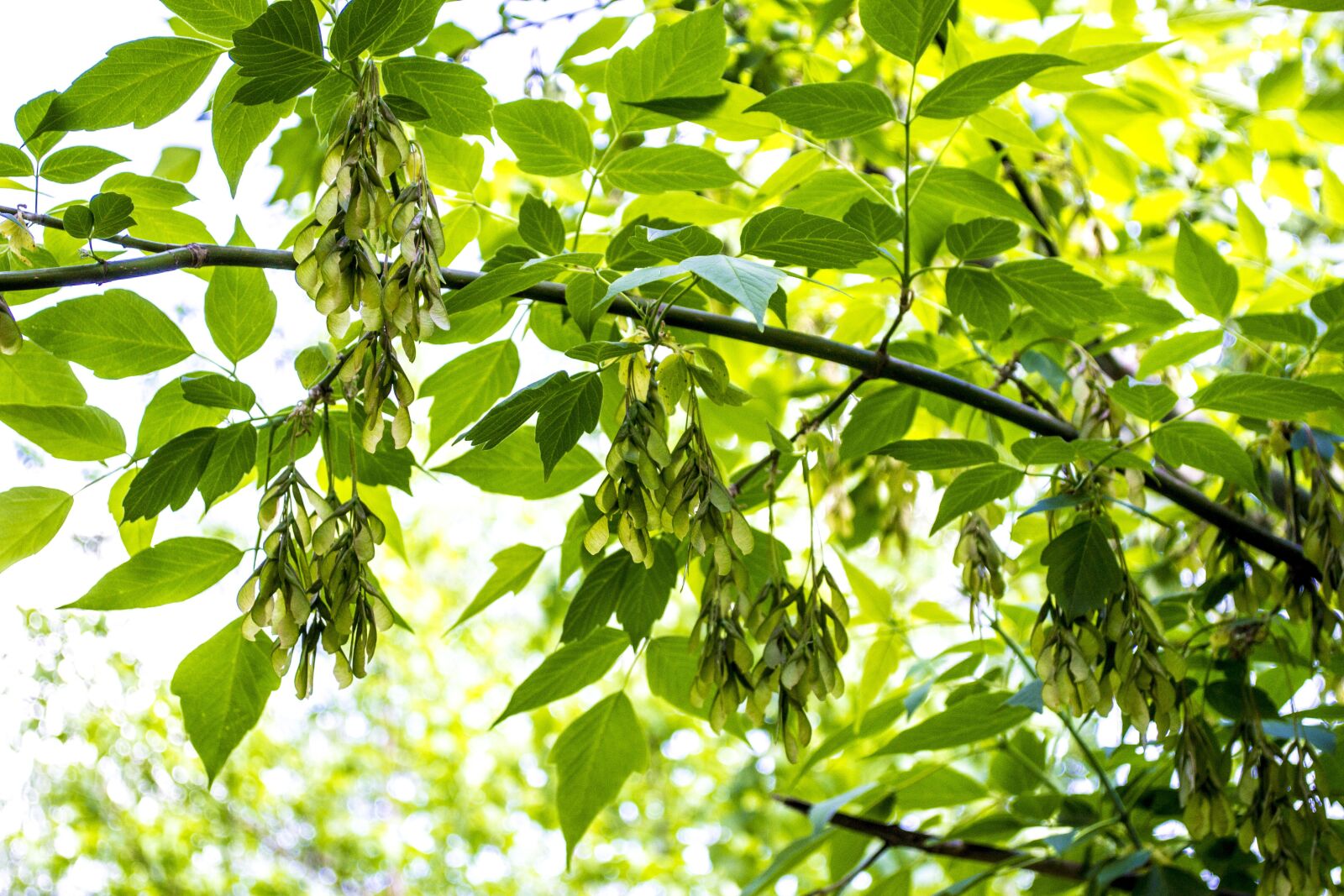 Nikon D3100 sample photo. Greens, plants, leaves photography