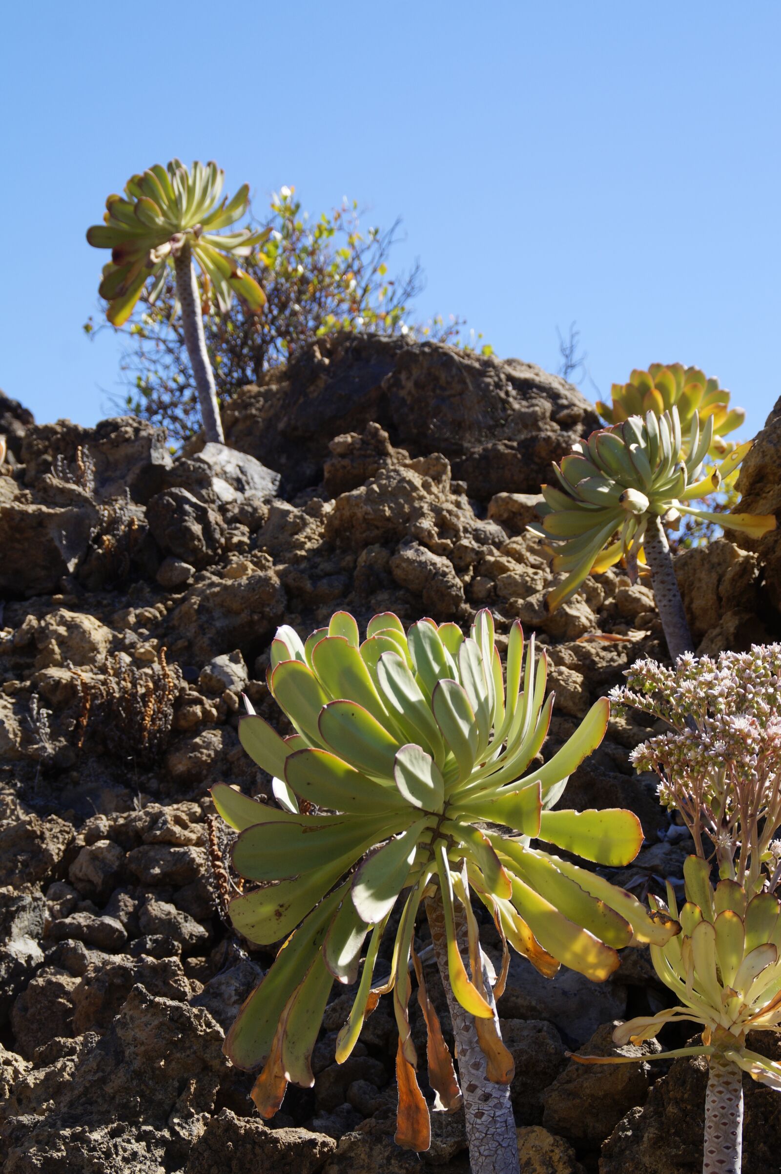 Sony SLT-A58 sample photo. Aeonium, canary islands, thick photography