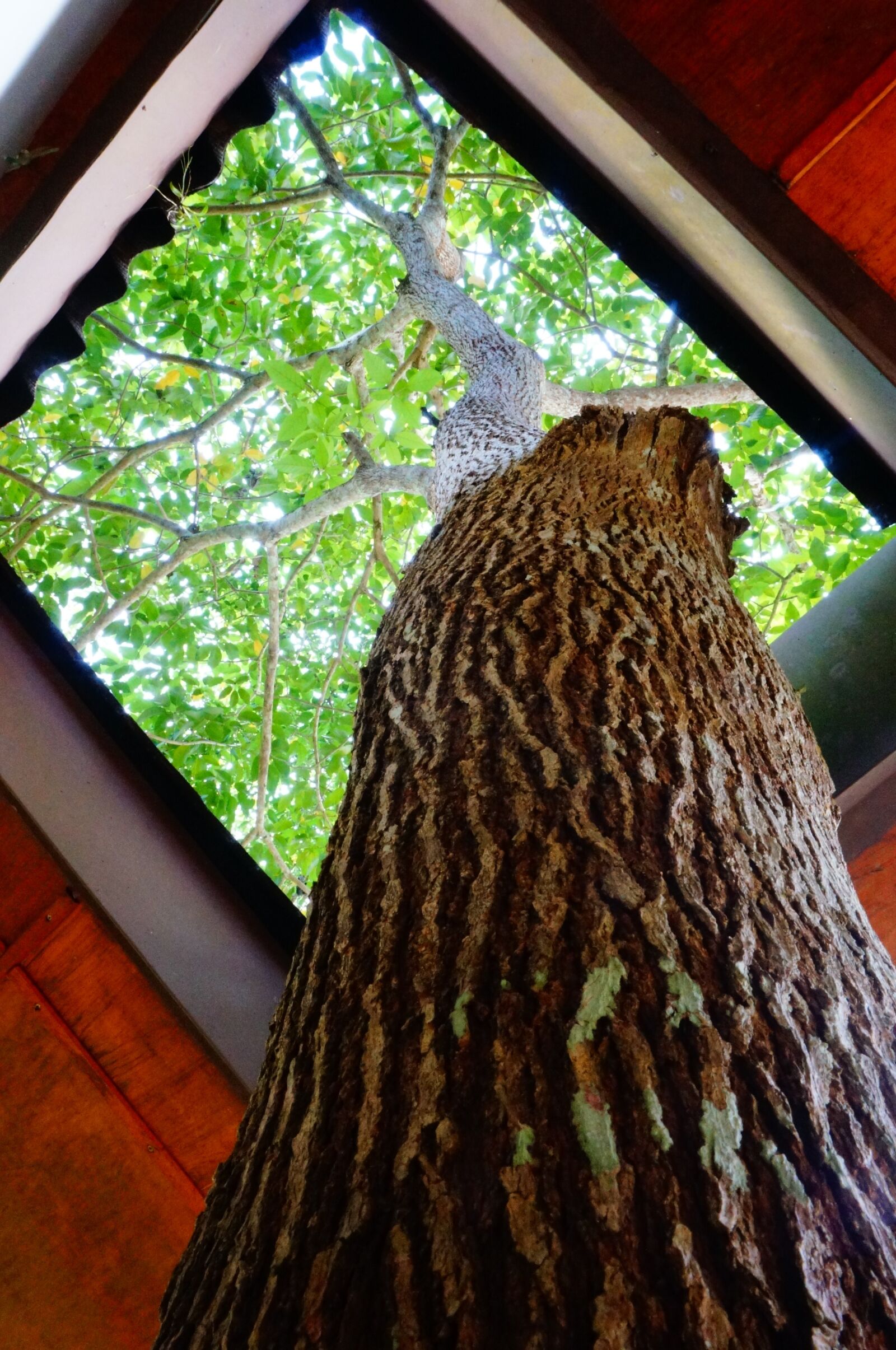 Sony Alpha NEX-5T sample photo. Tree, window, wood photography