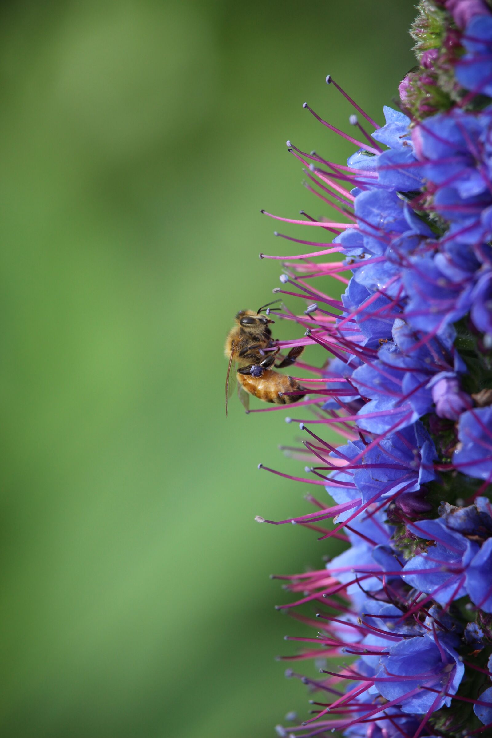 Canon EF-S 55-250mm F4-5.6 IS STM sample photo. Purple, blue, echium photography