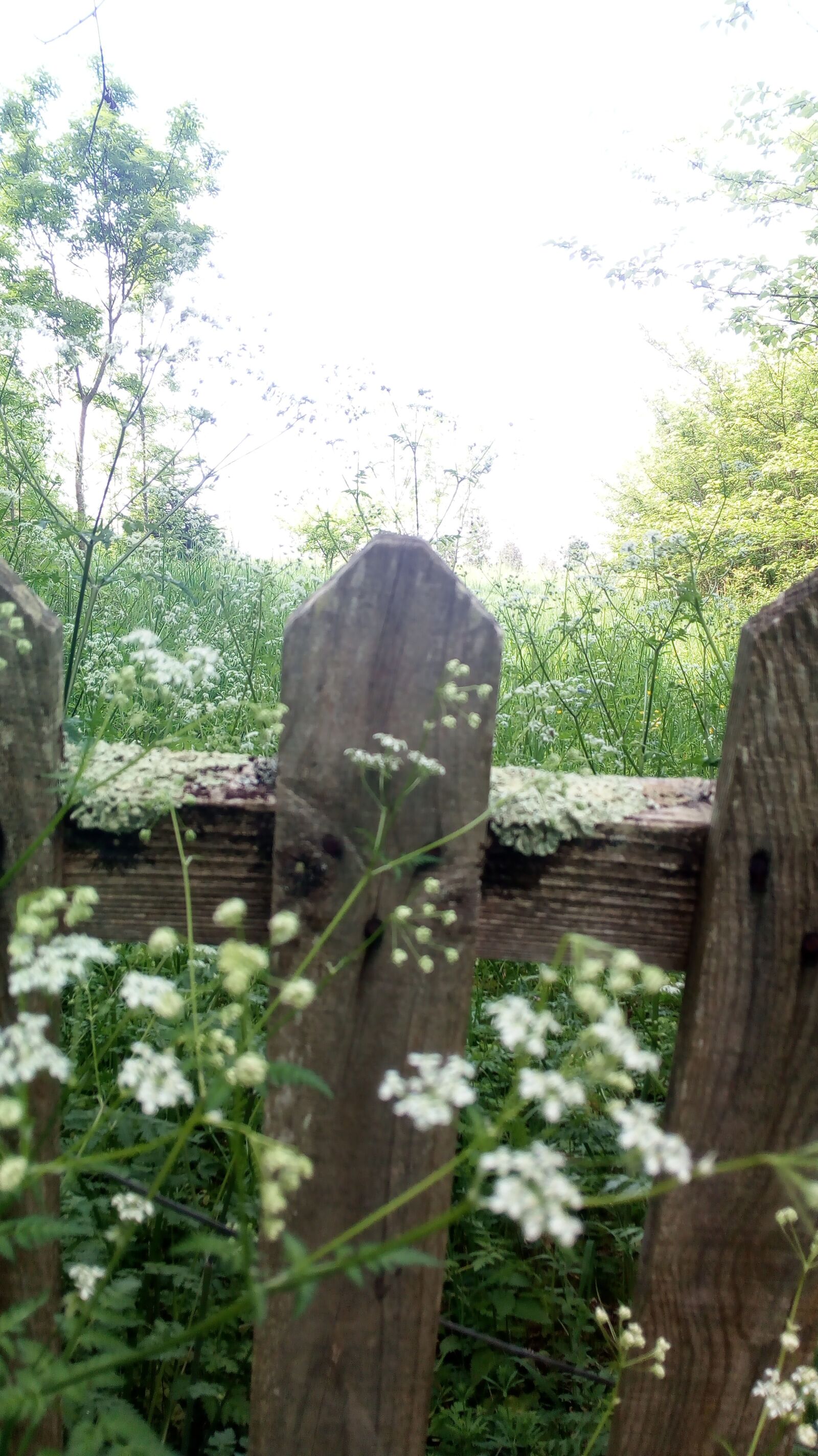 HUAWEI MYA-L11 sample photo. Flowers, barrier, country photography