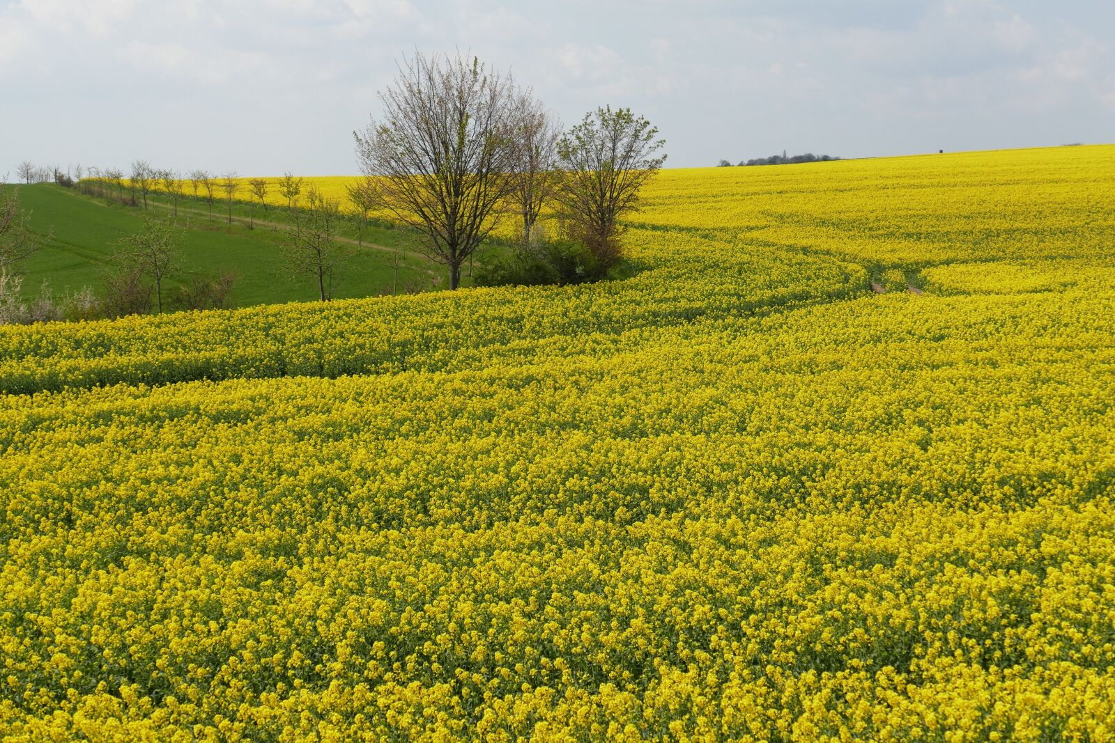Panasonic Lumix DMC-FZ1000 sample photo. Oilseed rape, blossom, bloom photography