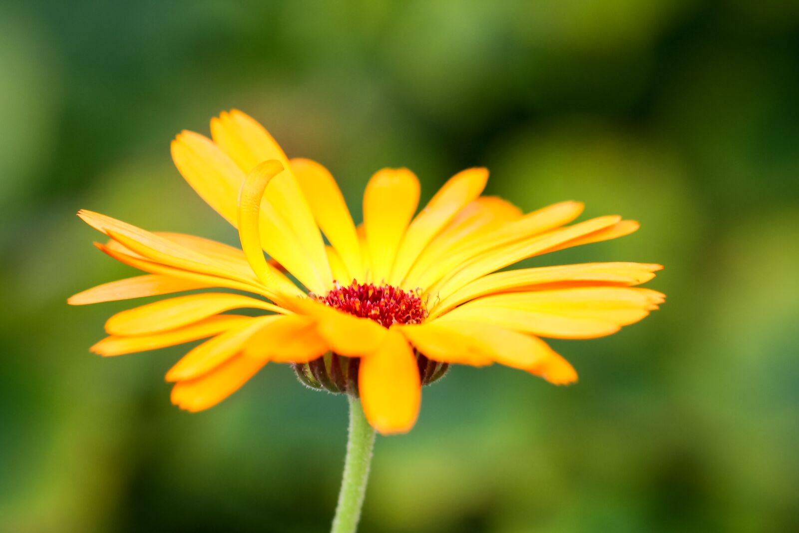 Canon EOS 700D (EOS Rebel T5i / EOS Kiss X7i) + Canon TAMRON SP 90mm F/2.8 Di VC USD MACRO1:1 F004 sample photo. Flower, yellow, blossom photography