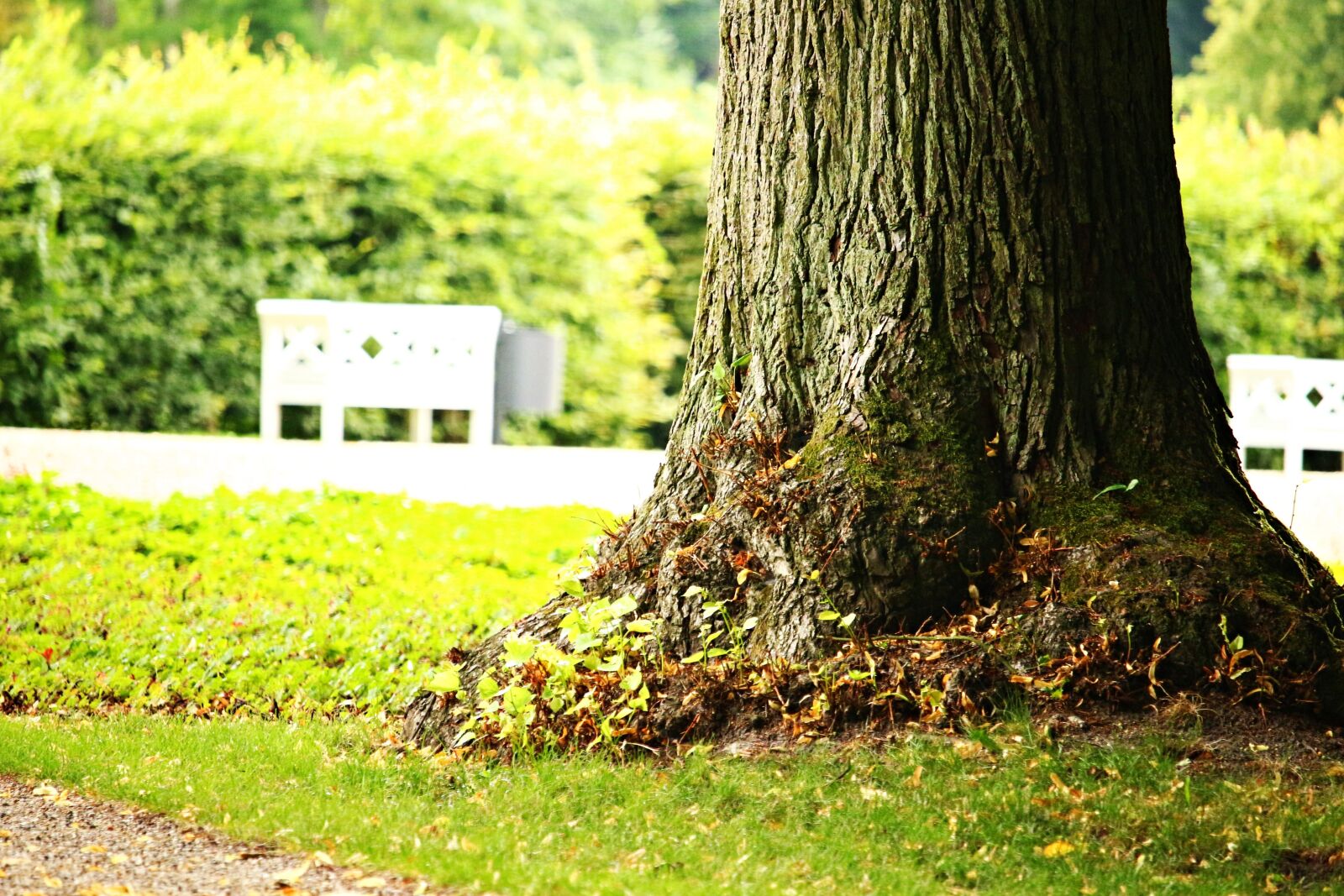 Canon EOS 100D (EOS Rebel SL1 / EOS Kiss X7) sample photo. Tree, park, bank photography