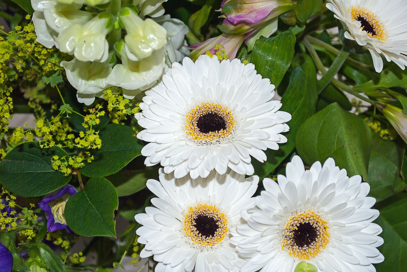 Nikon D3000 sample photo. Gerbera, flower, bouquet photography
