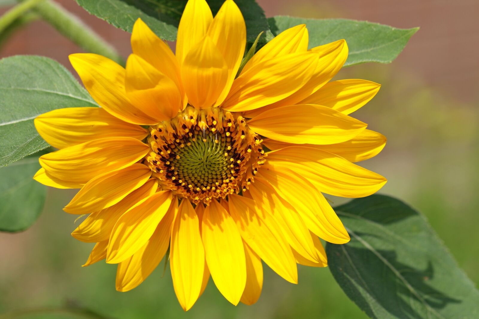 Canon EOS 7D Mark II sample photo. Sunflower, plants, flowers photography