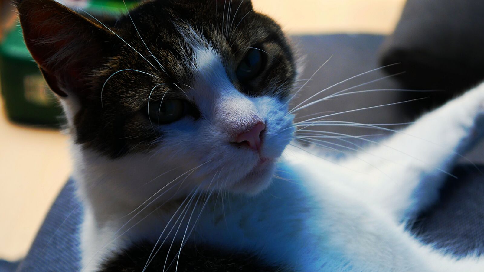 Panasonic DMC-G70 sample photo. Cat, female, kitty photography