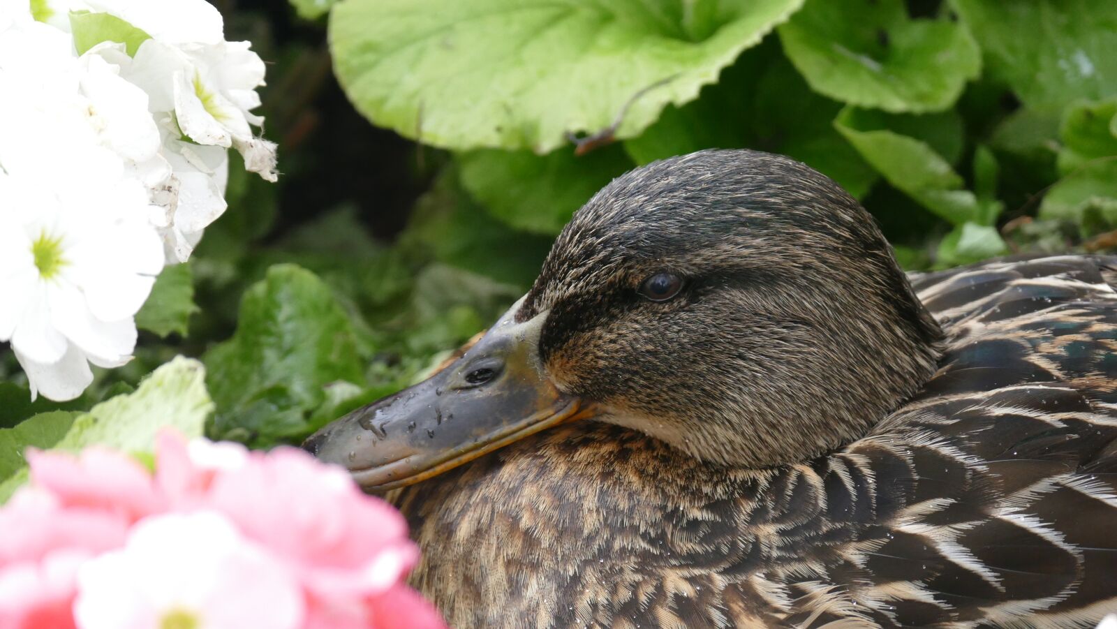 Panasonic Lumix DMC-FZ1000 sample photo. Nature, animal, duck photography