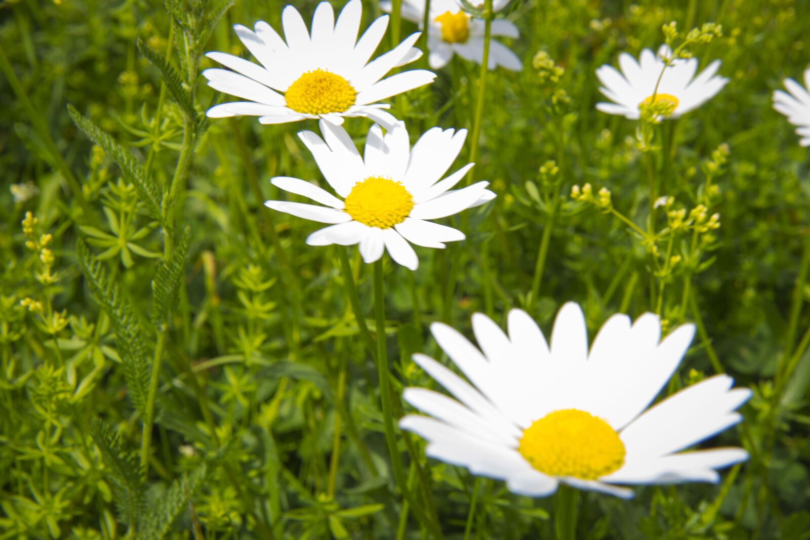 Canon EOS 700D (EOS Rebel T5i / EOS Kiss X7i) sample photo. Daisy, summer, flower photography