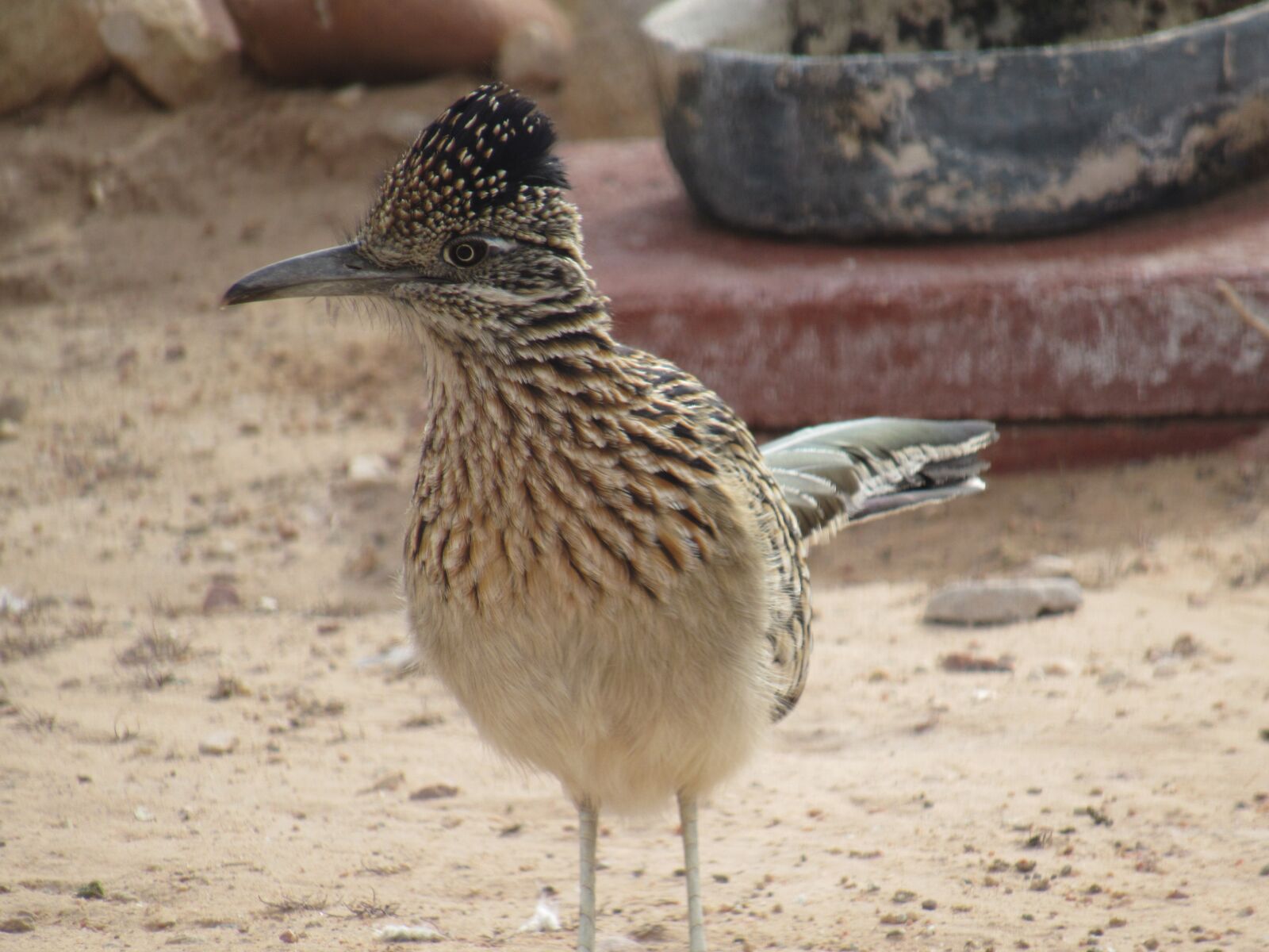Canon PowerShot SX530 HS sample photo. Bird, roadrunner, wildlife photography