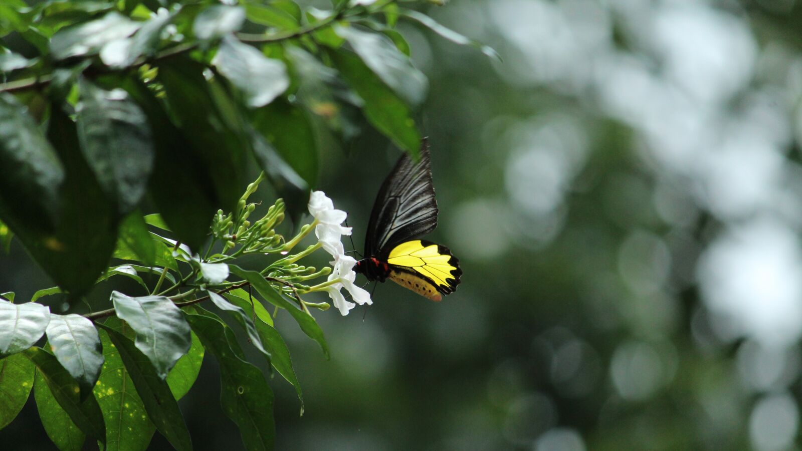 Canon EOS 1300D (EOS Rebel T6 / EOS Kiss X80) sample photo. Butterfly, flower, drinking photography