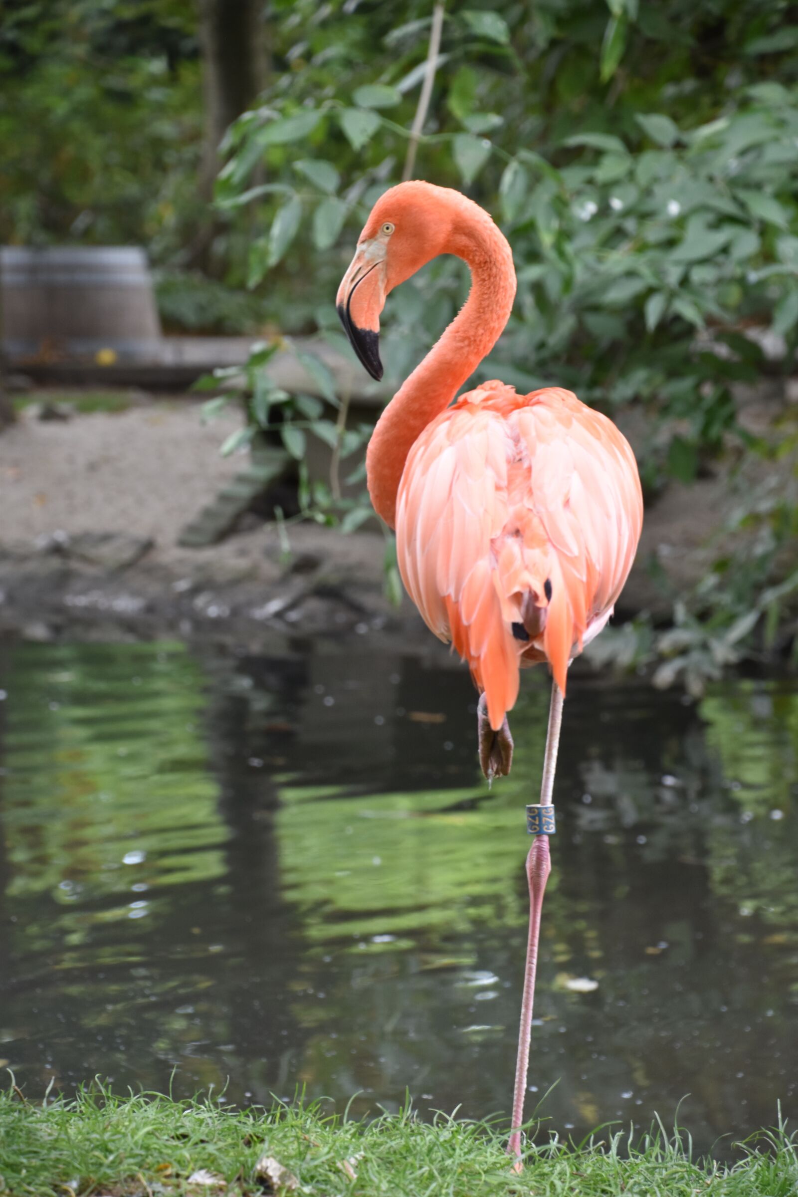 Nikon D5600 sample photo. Pink flamingo, nature, zoo photography