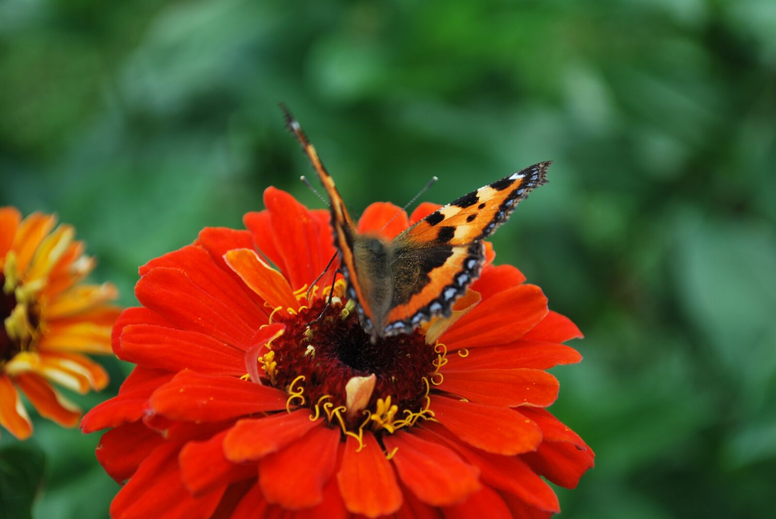 Nikon D60 sample photo. Blossom, bloom, macro photography