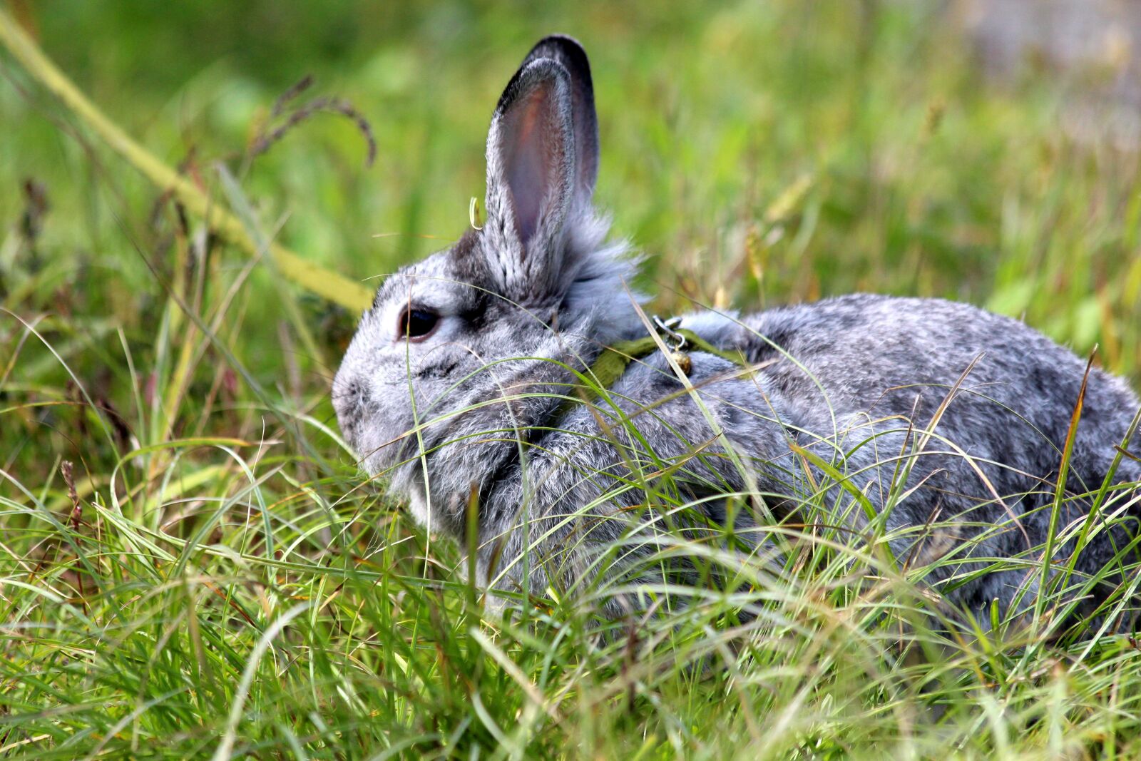 Canon EOS 650D (EOS Rebel T4i / EOS Kiss X6i) sample photo. Rabbit, a pet rabbit photography