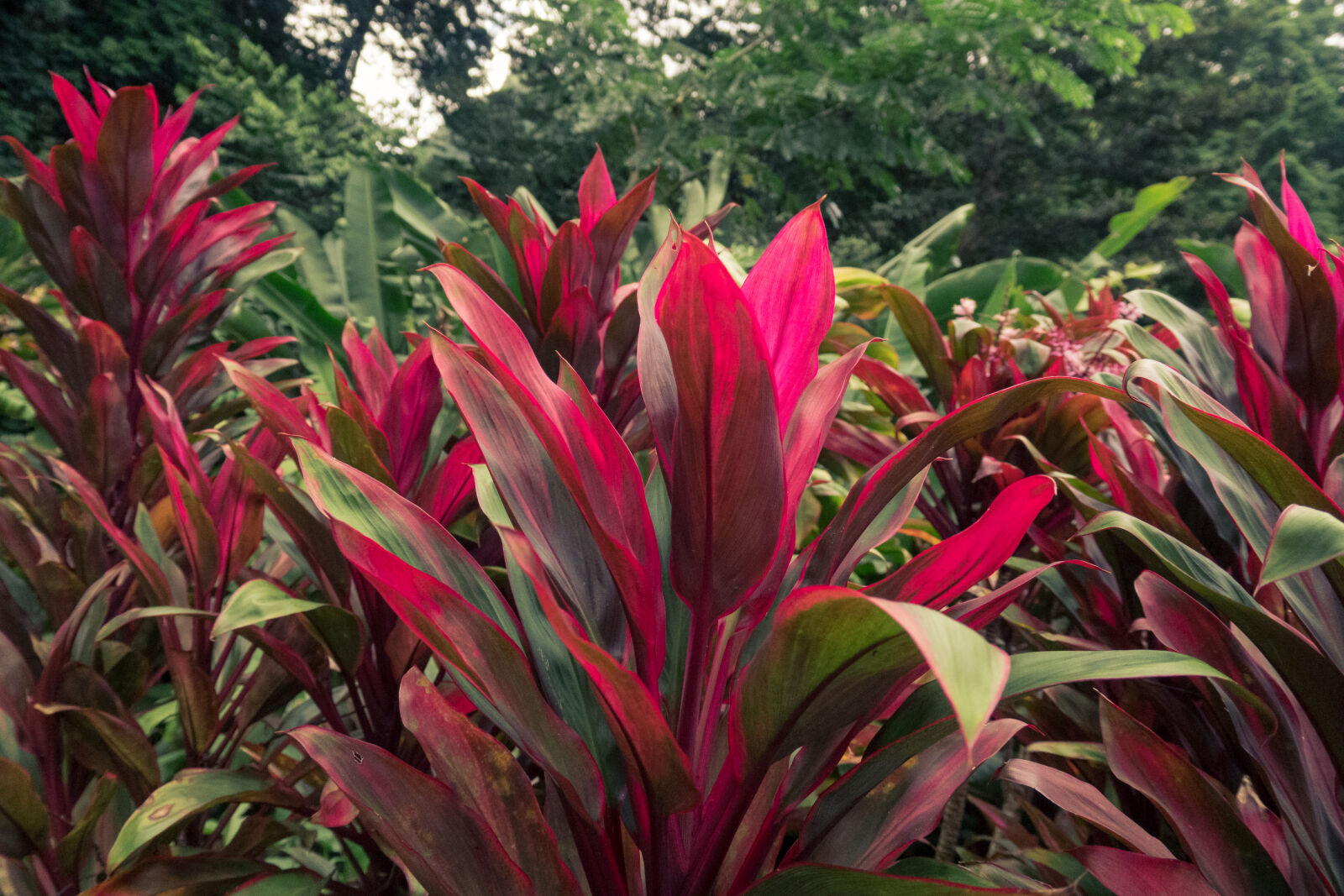Canon PowerShot G3 X sample photo. Beautiful, botanical, bright, close photography